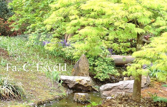 Acer palmatum 'Dissectum'