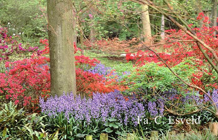 Azalea japans, onbenaamd