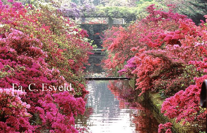 Azalea japans, onbenaamd
