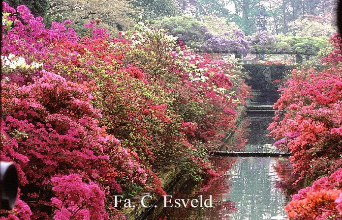 Azalea japans, onbenaamd
