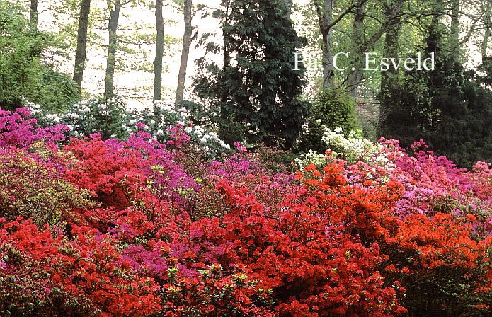 Azalea japans, onbenaamd