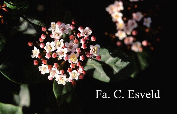 Viburnum tinus 'Gwenlian'