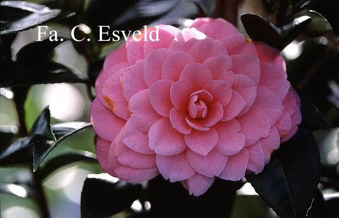 Camellia japonica 'Mrs. Tingley'