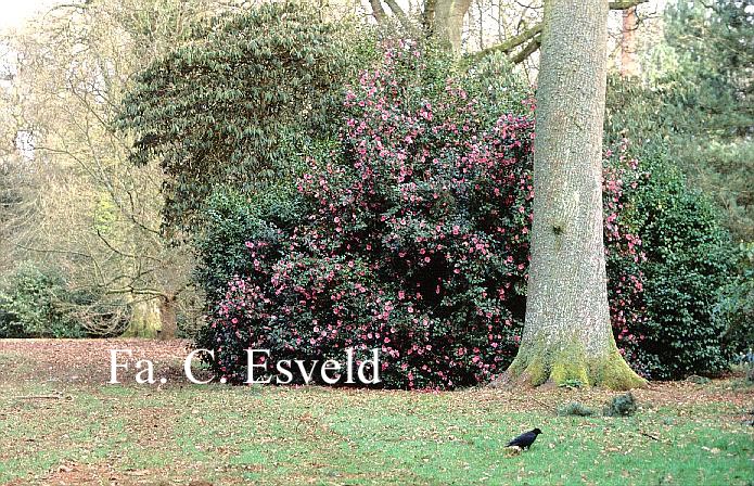 Camellia japonica
