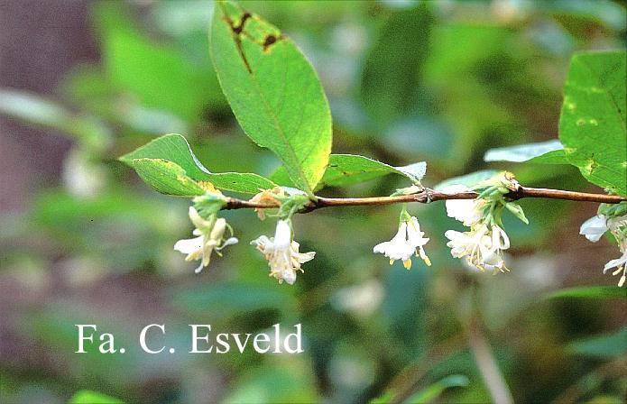 Lonicera purpusii