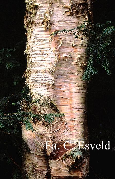 Betula papyrifera