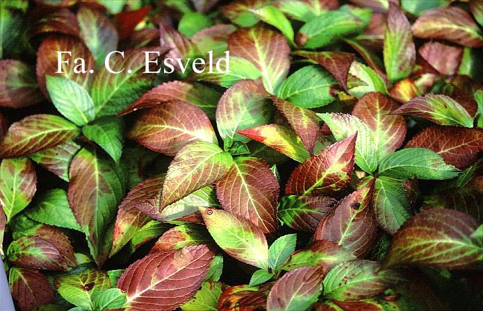 Hydrangea macrophylla 'Green Tonic'