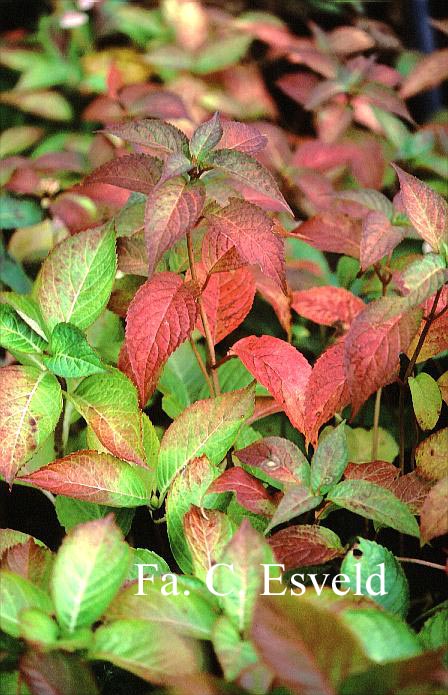 Hydrangea serrata 'Benigaku'