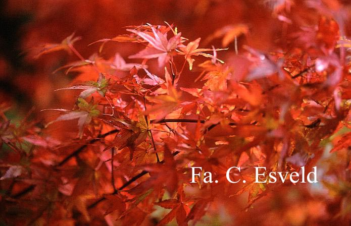 Acer palmatum 'Katsura'