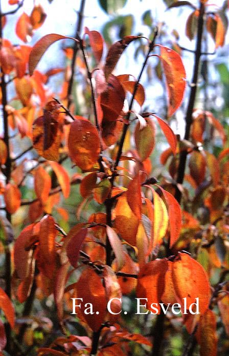 Viburnum cassinoides