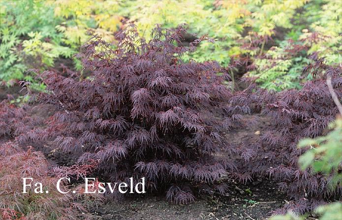 Acer palmatum 'Firecracker'