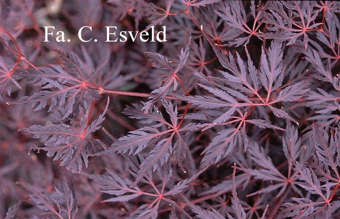 Acer palmatum 'Firecracker'