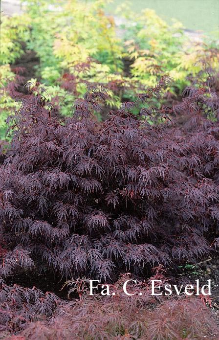 Acer palmatum 'Firecracker'