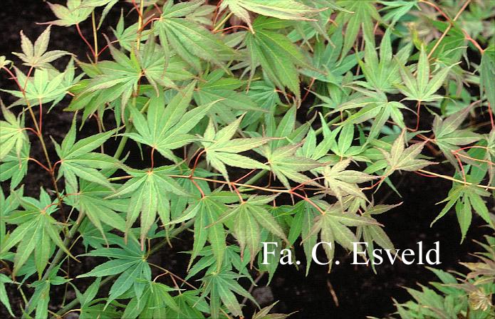 Acer palmatum 'Westonbirt Spreading Star'
