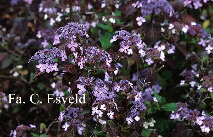 Hydrangea serrata 'Akabe-yama'