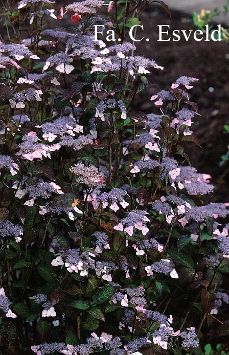 Hydrangea serrata var. koreana