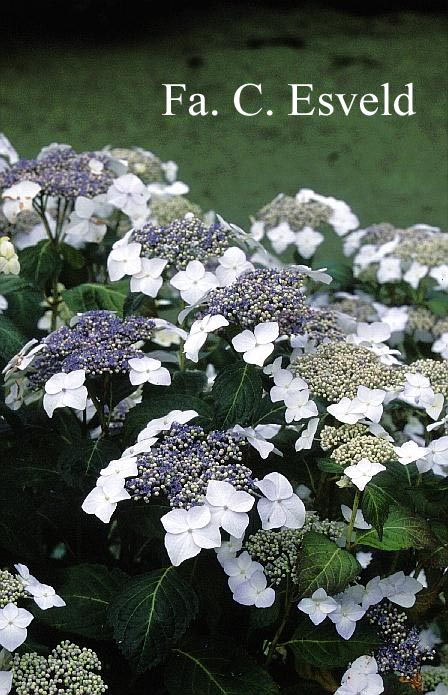 Hydrangea macrophylla 'Blanc Bleu Vasterival'