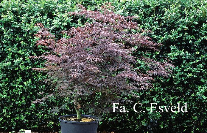 Acer palmatum 'Firecracker'