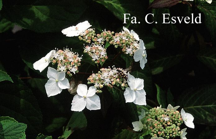 Hydrangea serrata 'Professor Iida'