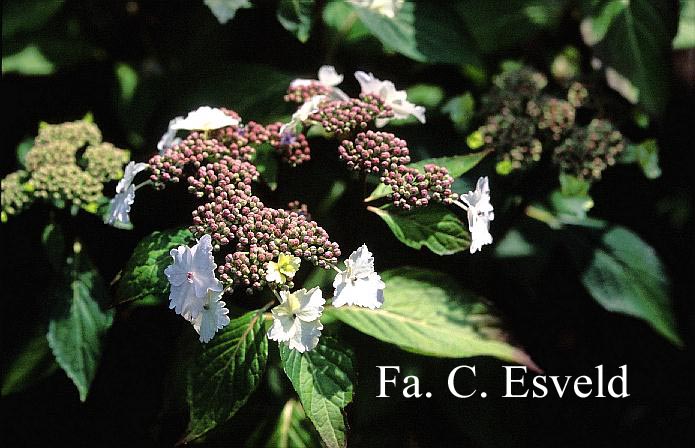 Hydrangea macrophylla 'Nadeshiko'