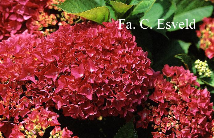 Hydrangea macrophylla 'Liebegg'