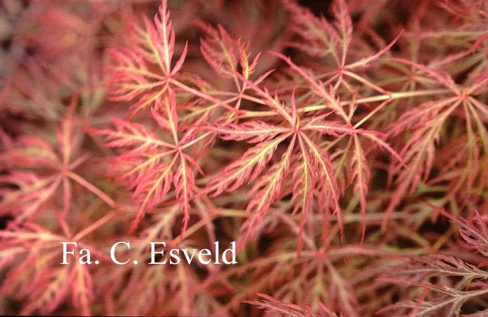 Acer palmatum 'Otto's Dissectum'