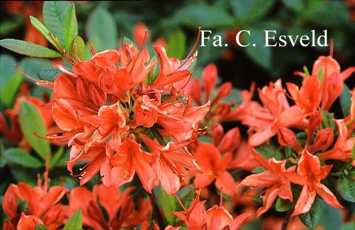 Azalea 'Carat'