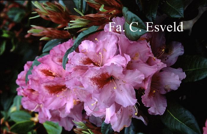 Rhododendron 'Diadem'