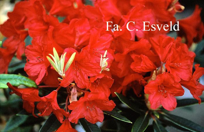Rhododendron 'Lucie Brand'