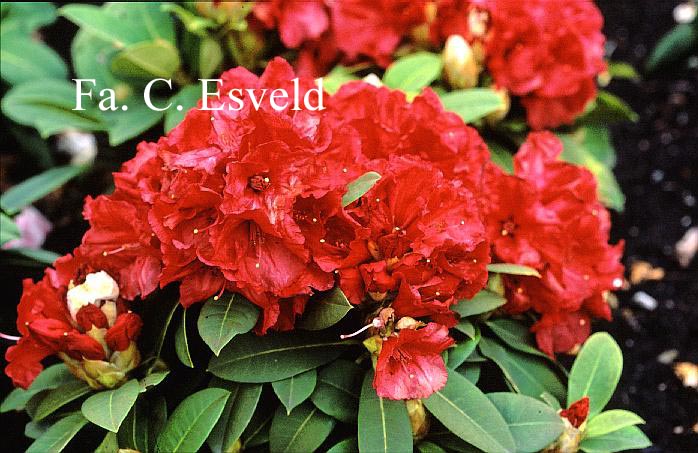 Rhododendron 'Red Jack'