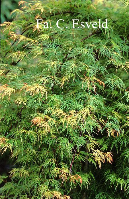 Acer palmatum 'Emerald Lace'