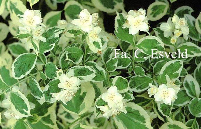 Philadelphus coronarius 'Variegatus'