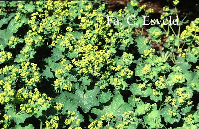 Alchemilla mollis