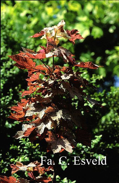 Acer pseudoplatanus 'Eskimo Sunset'