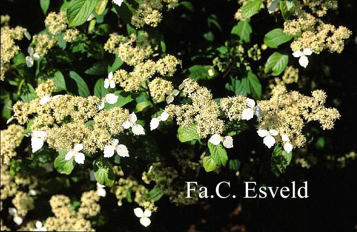 Hydrangea scandens chinensis f. macrosepala