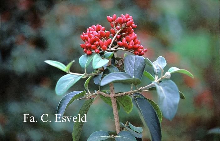 Viburnum macrocephalum