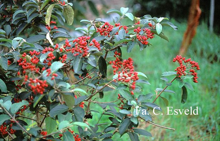 Viburnum macrocephalum