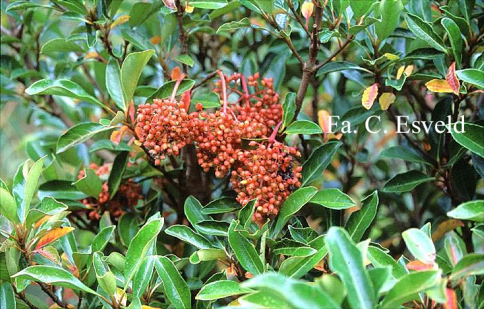 Viburnum odoratissimum 'Awabuki'