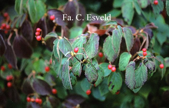 Viburnum hupehense