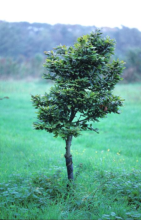 Fagus sylvatica 'Cochleata'