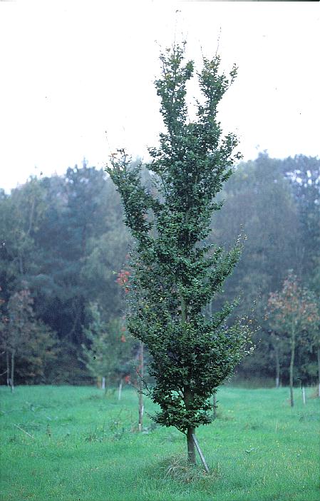 Fagus sylvatica 'Rotundifolia'