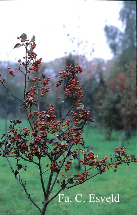 Sorbus semiincisa
