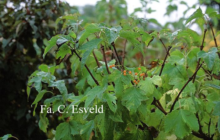 Viburnum opulus var. calvescens