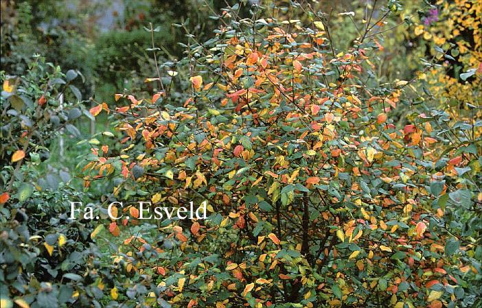 Viburnum burkwoodii