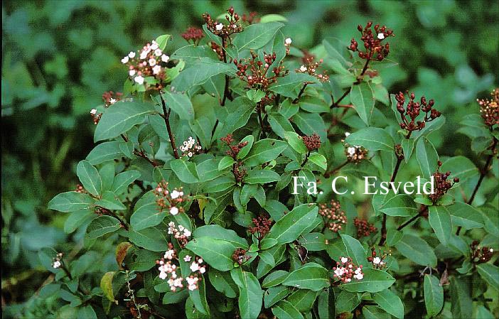 Viburnum tinus 'Spring Bouquet'