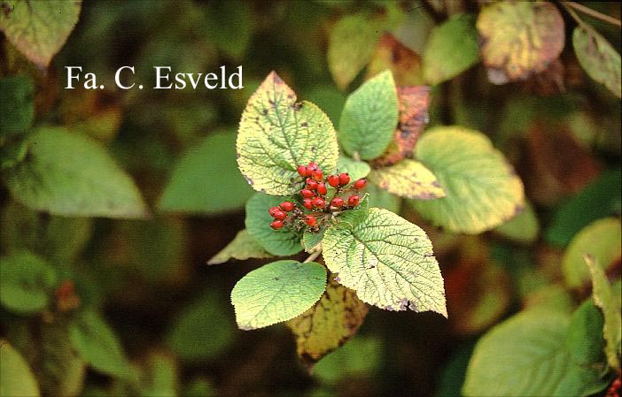 Viburnum lantana 'Versicolor'