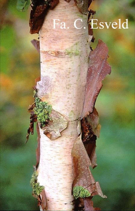 Betula albosinensis 'Kenneth Ashburner'