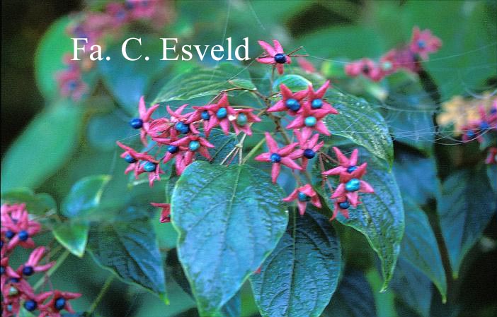 Clerodendrum trichotomum