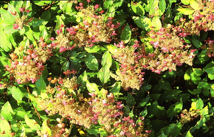 Hydrangea paniculata 'Mid Late Summer'