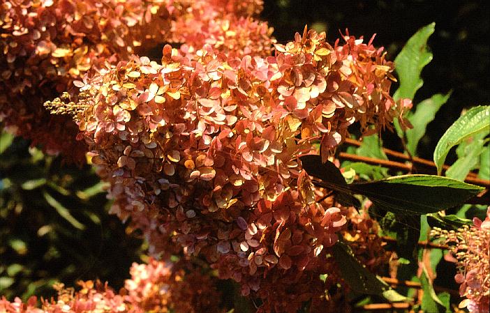 Hydrangea paniculata 'Phantom'